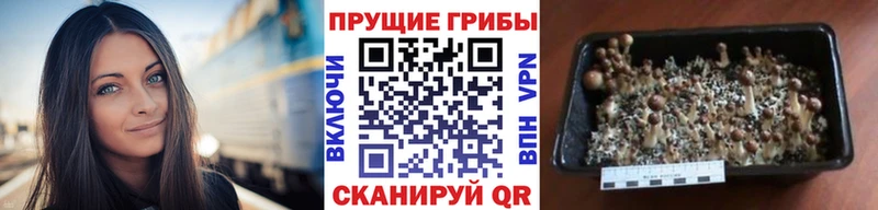 mega ссылки  где найти   Опочка  Псилоцибиновые грибы Cubensis 
